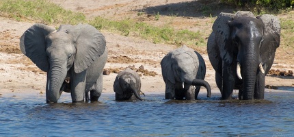 Chobe River Elephants