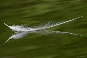 Cormorant Feather