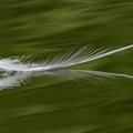 Cormorant Feather