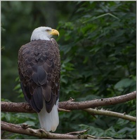 Eagle (Captive)