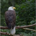 Eagle (Captive)