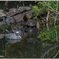 Turtles On Canal