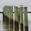 Gulls On Pilings